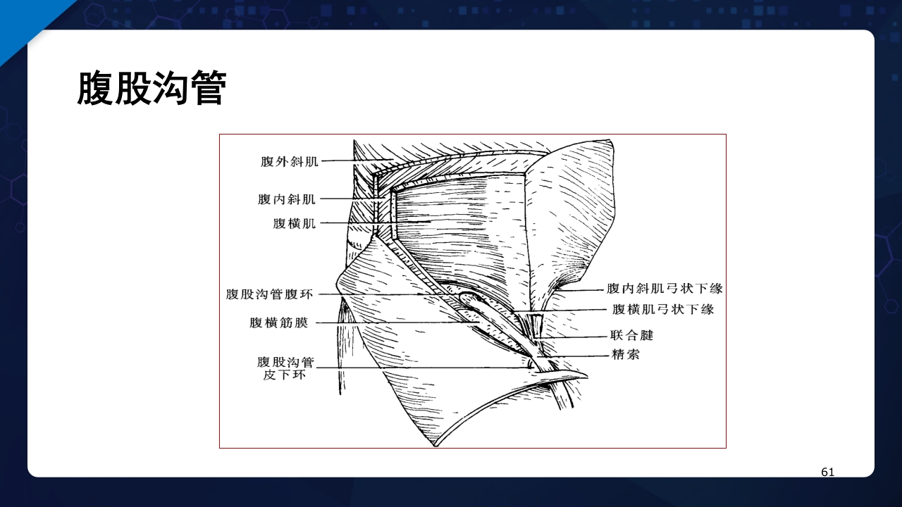 人体解剖学运动系统PPT课件61