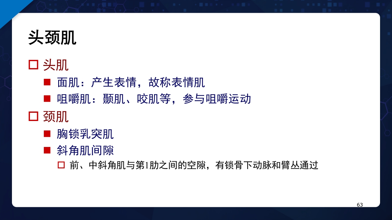 人体解剖学运动系统PPT课件63