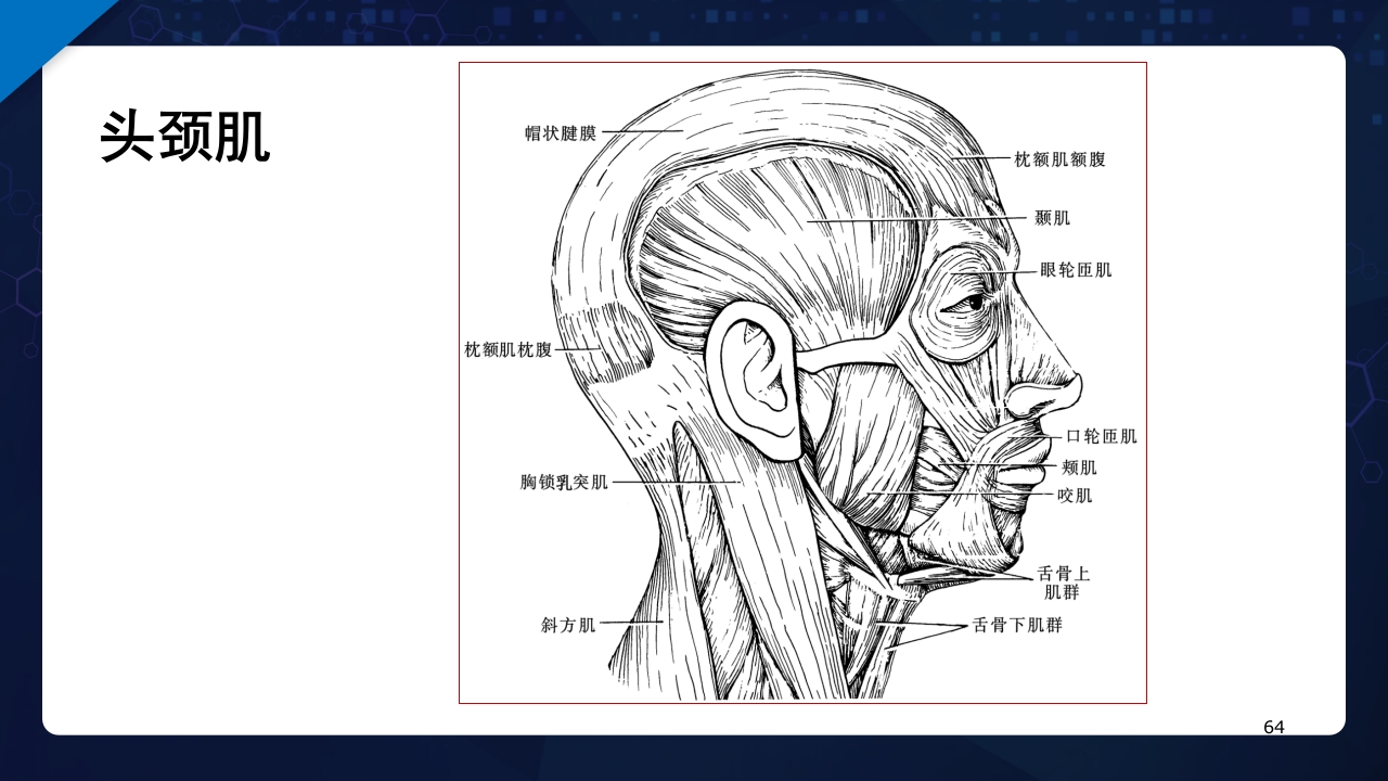 人体解剖学运动系统PPT课件64