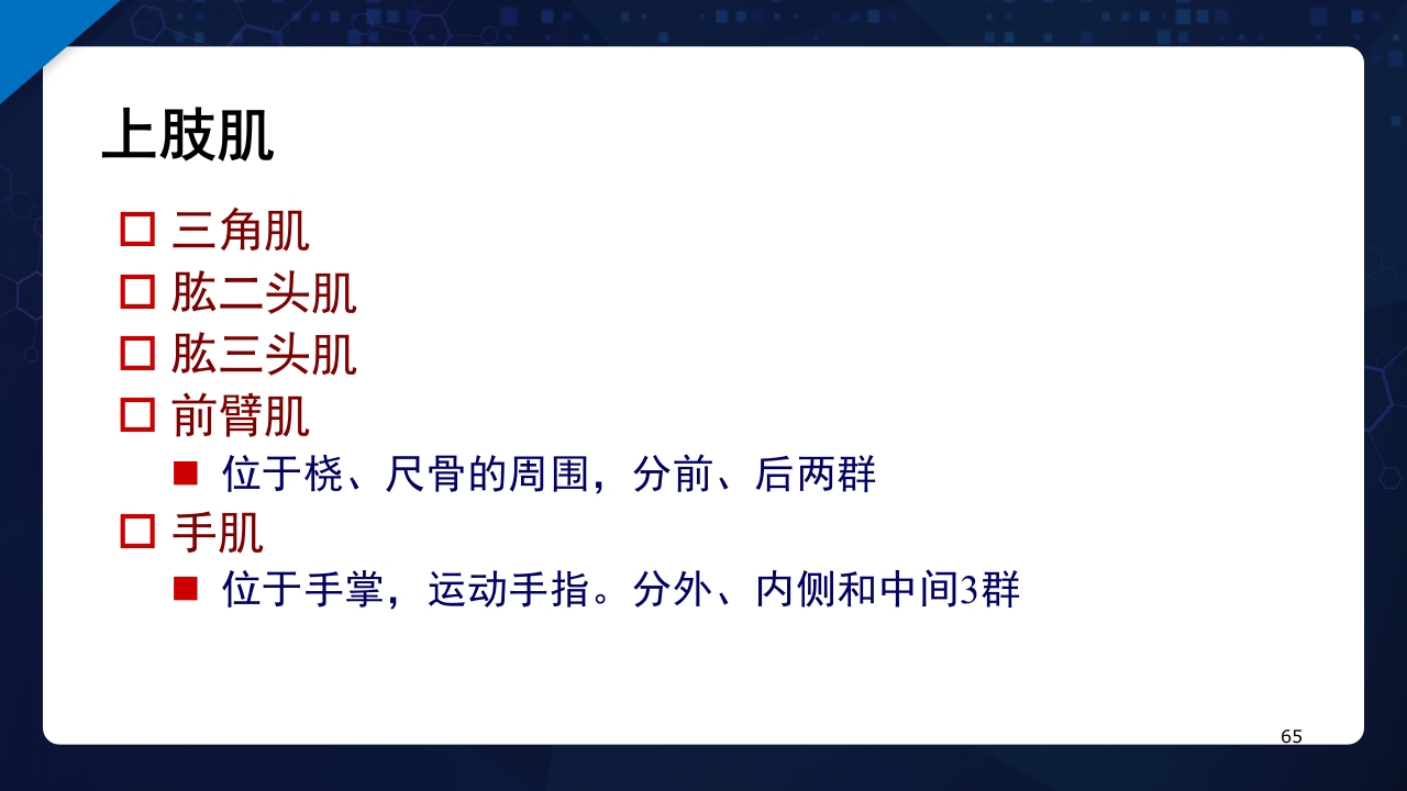 人体解剖学运动系统PPT课件65