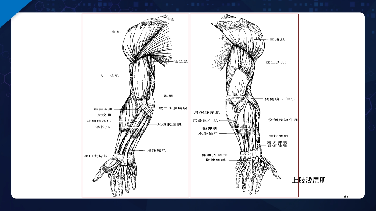 人体解剖学运动系统PPT课件66