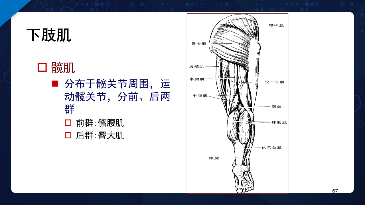 人体解剖学运动系统PPT课件67