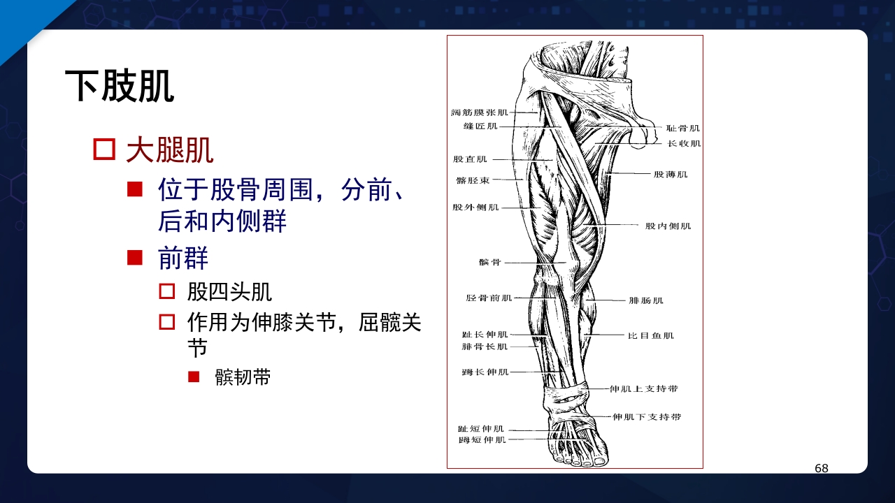 人体解剖学运动系统PPT课件68