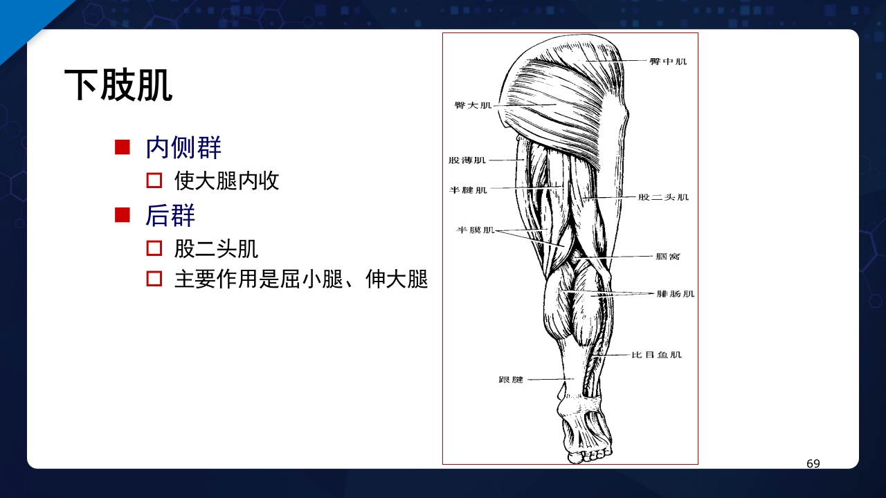 人体解剖学运动系统PPT课件69