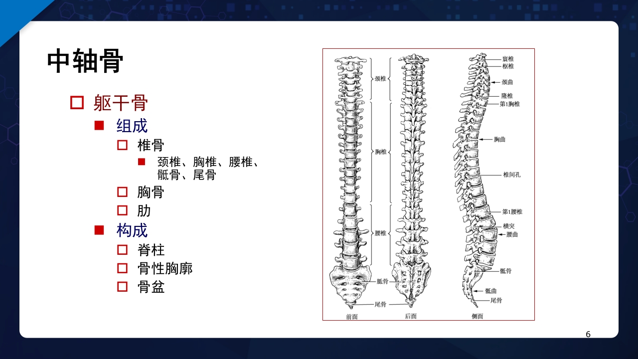人体解剖学运动系统PPT课件6