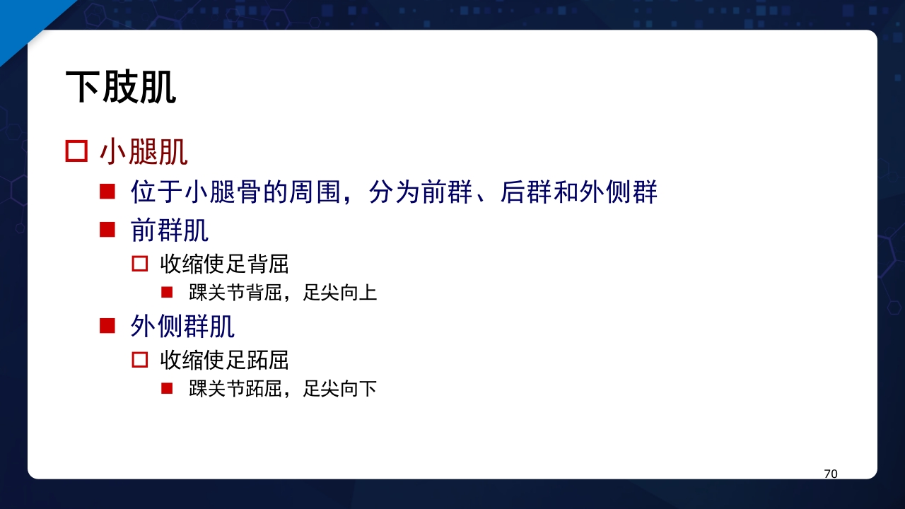 人体解剖学运动系统PPT课件70