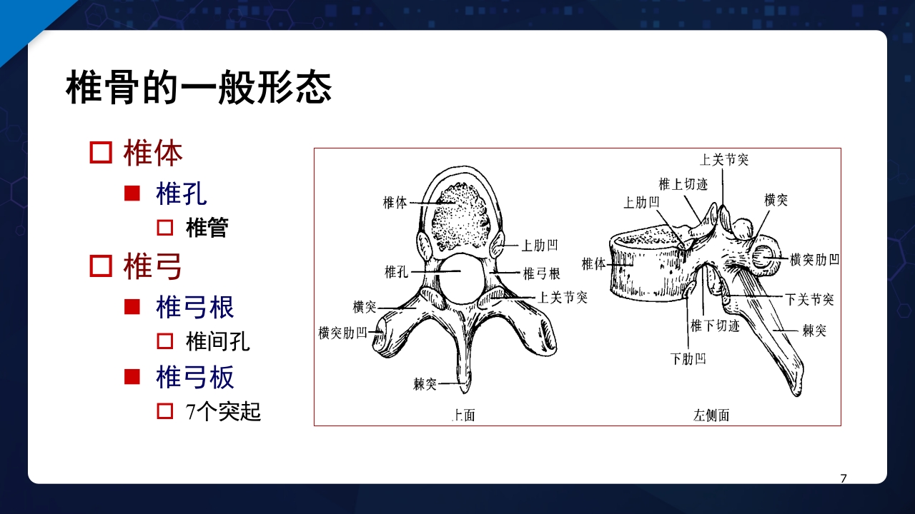 人体解剖学运动系统PPT课件7