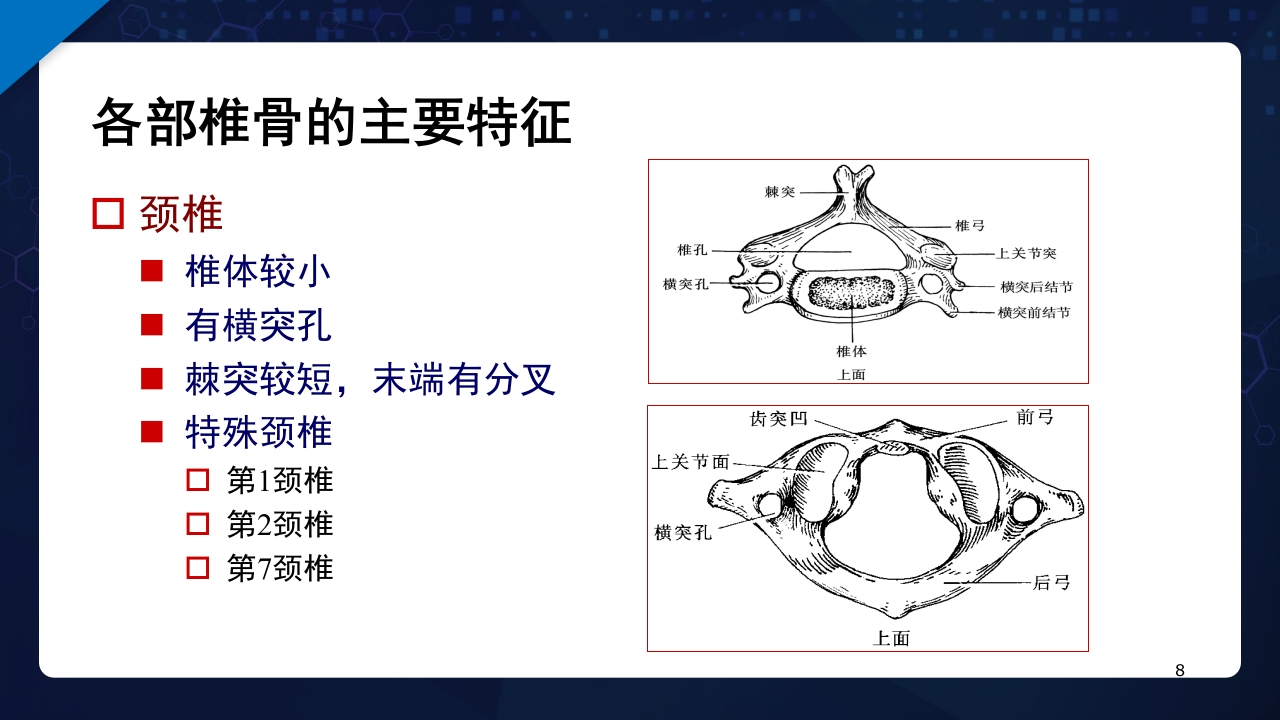 人体解剖学运动系统PPT课件8