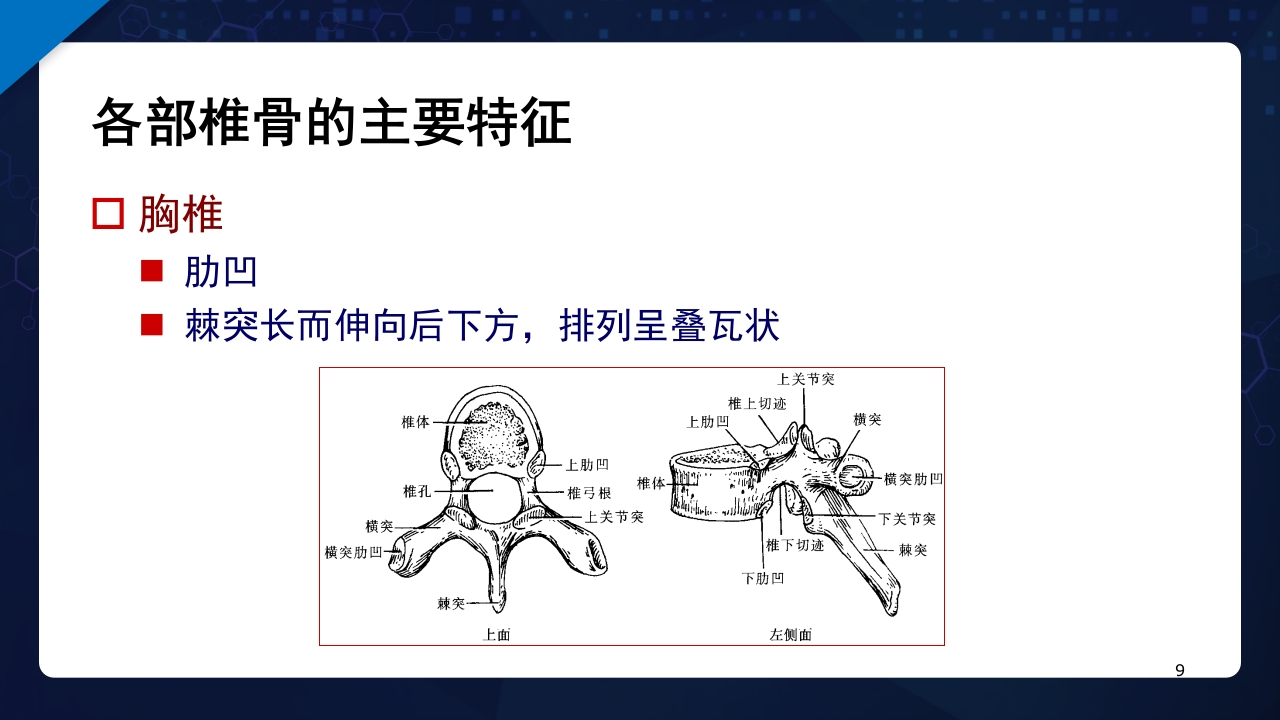 人体解剖学运动系统PPT课件9
