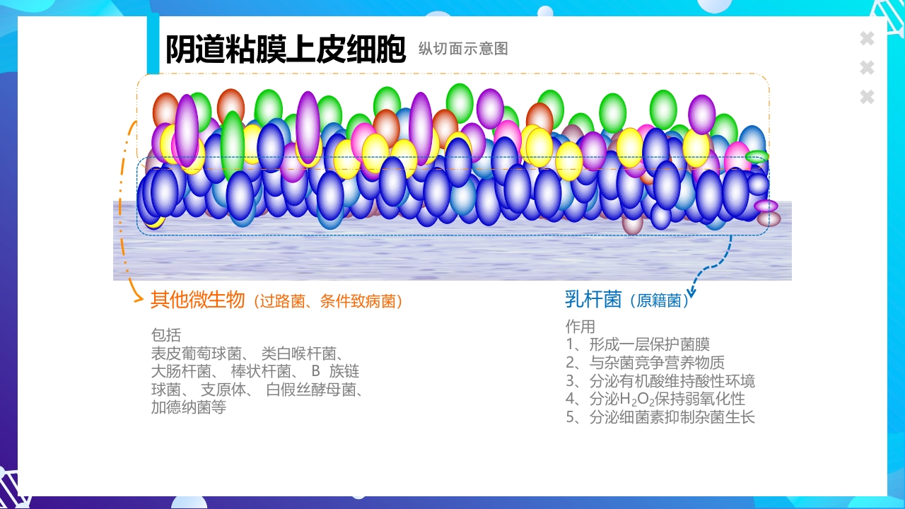 女性下生殖道感染疾病的诊断方法ppt课件12