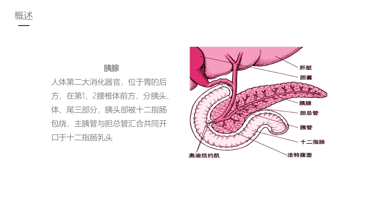 急性胰腺炎护理业务学习PPT课件4