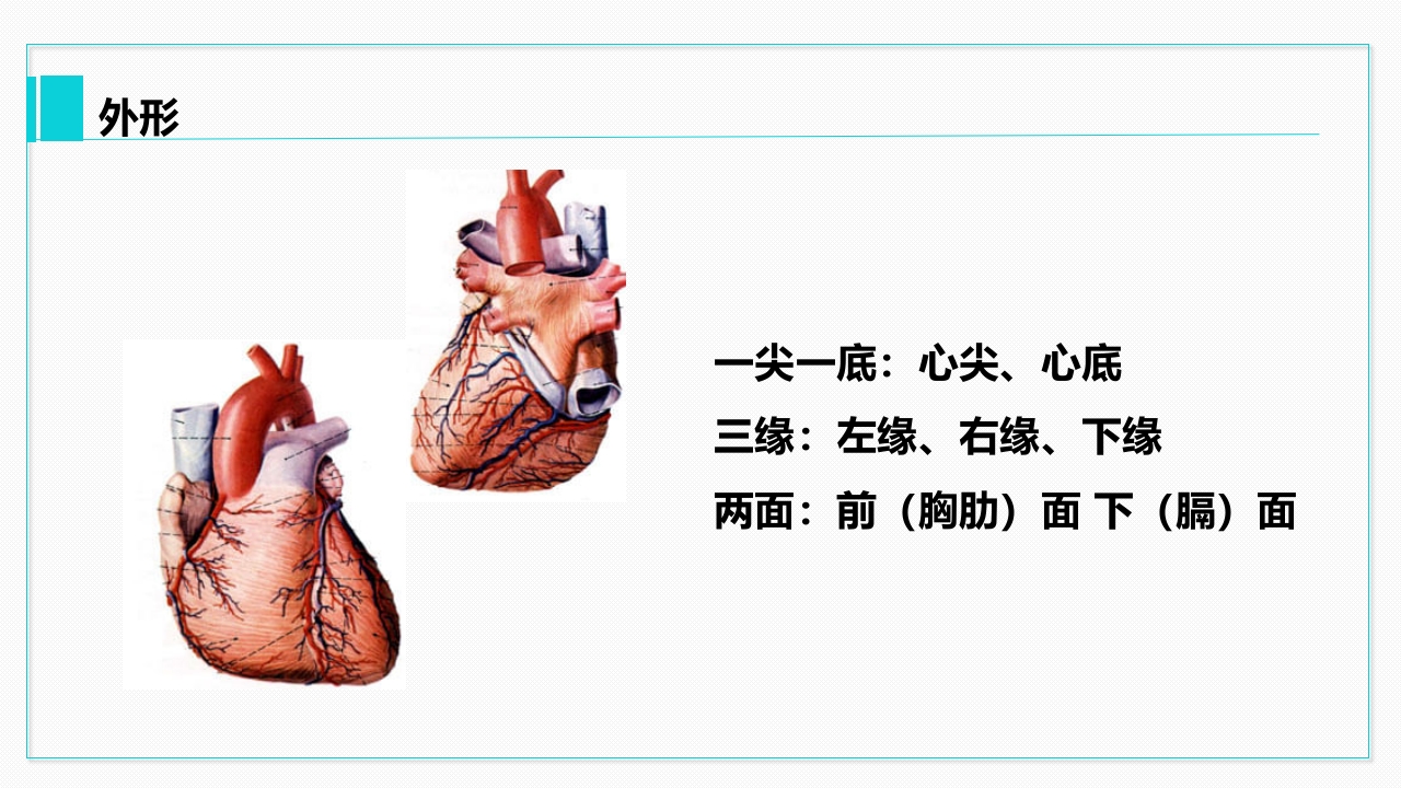 心脏血管介绍分析教学PPT课件10