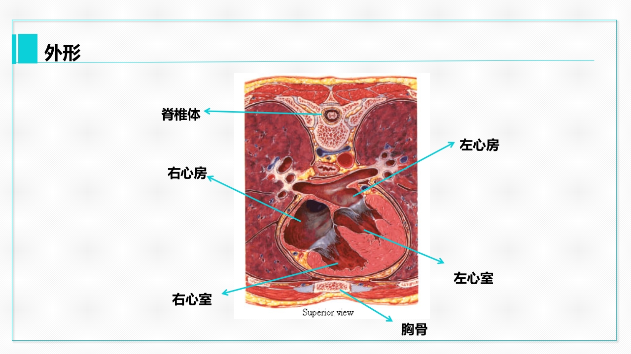 心脏血管介绍分析教学PPT课件11