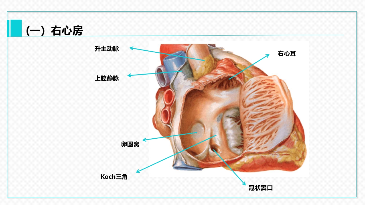 心脏血管介绍分析教学PPT课件12