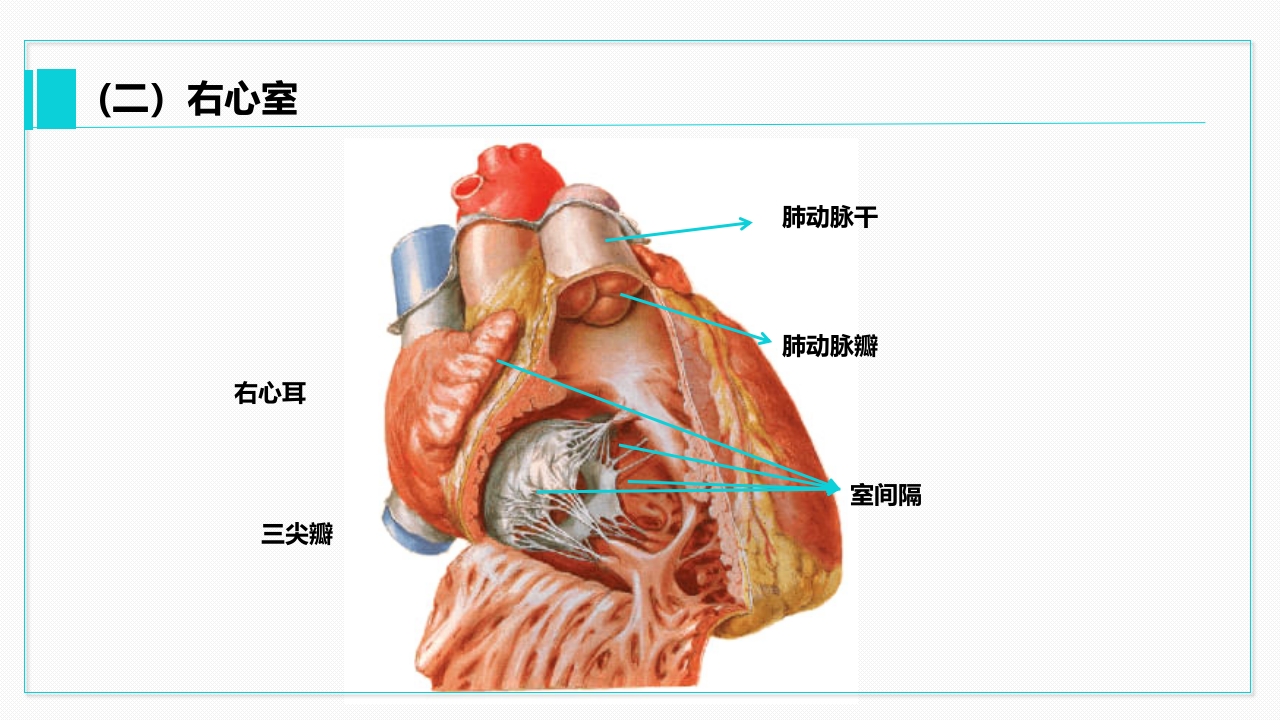 心脏血管介绍分析教学PPT课件14