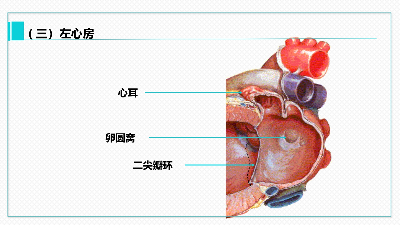 心脏血管介绍分析教学PPT课件15