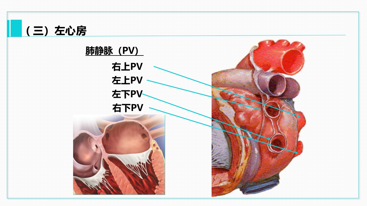 心脏血管介绍分析教学PPT课件16