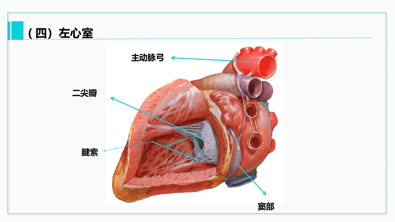 心脏血管介绍分析教学PPT课件17