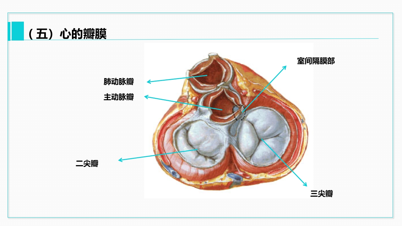 心脏血管介绍分析教学PPT课件18