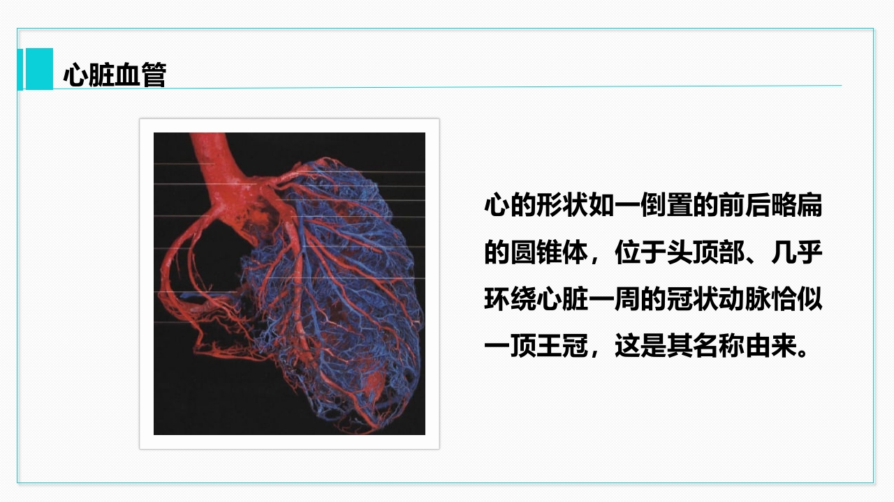 心脏血管介绍分析教学PPT课件20