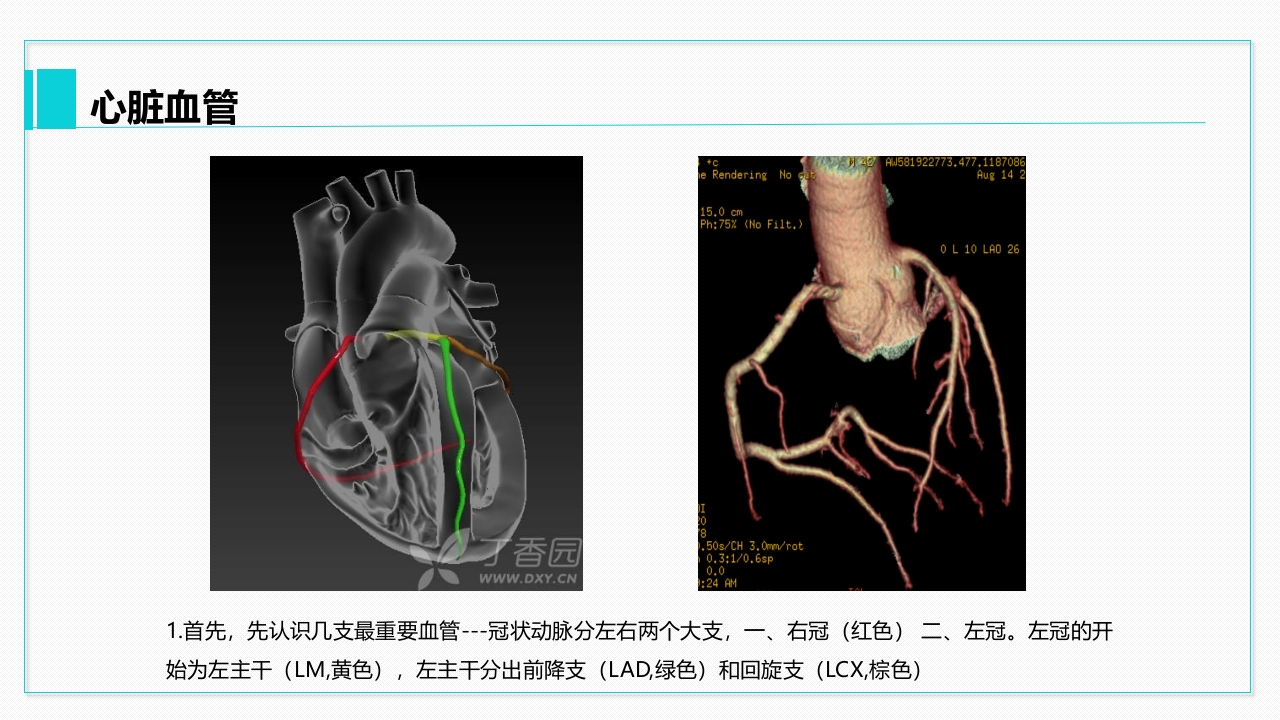 心脏血管介绍分析教学PPT课件22