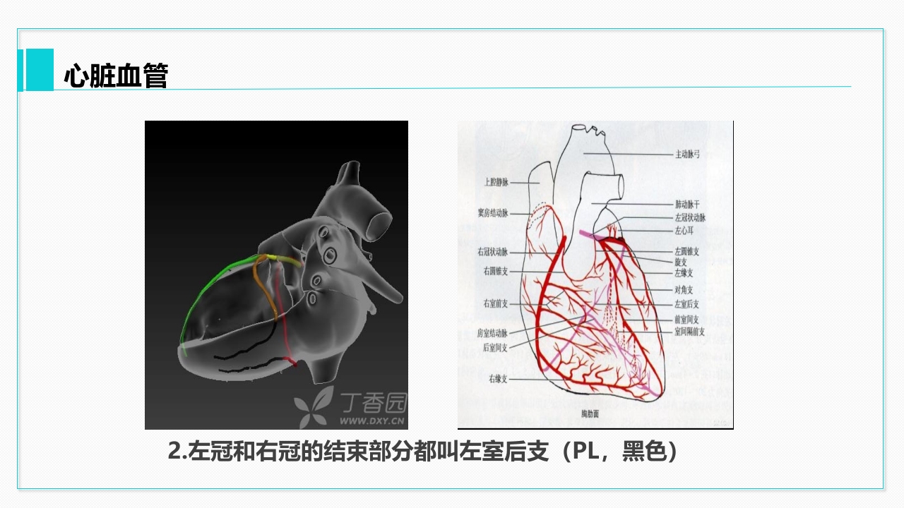 心脏血管介绍分析教学PPT课件23