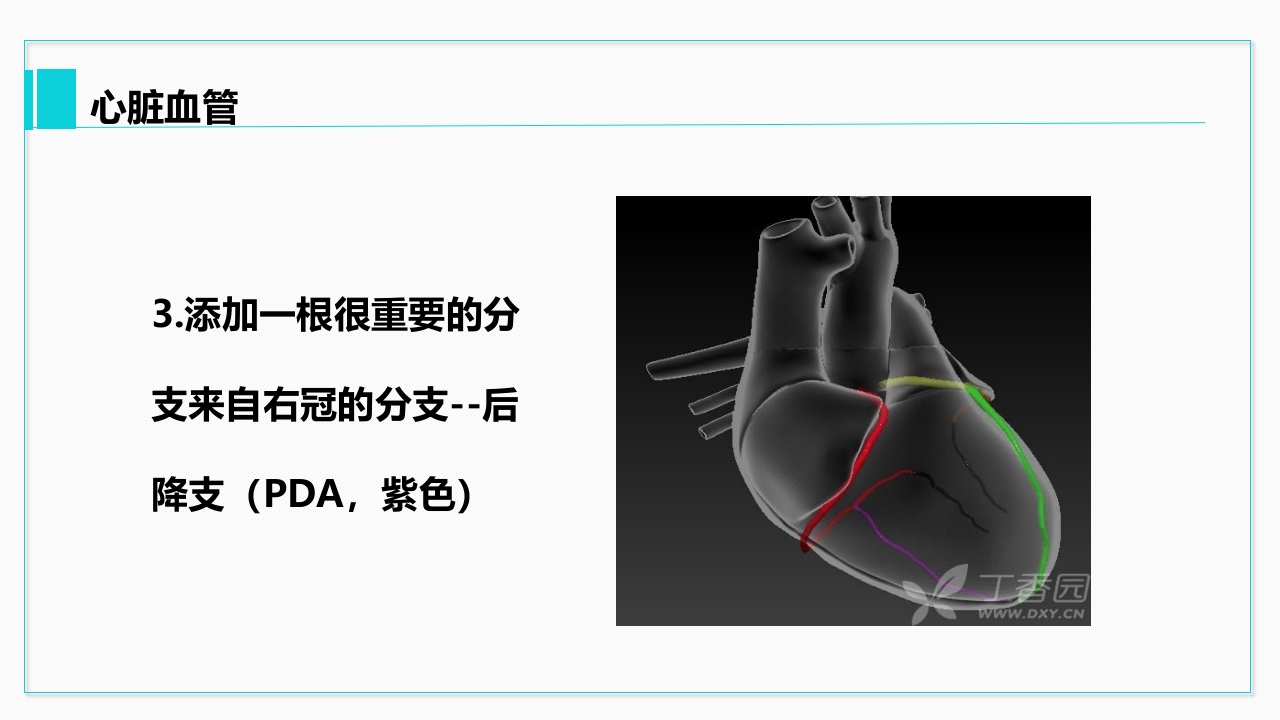心脏血管介绍分析教学PPT课件24