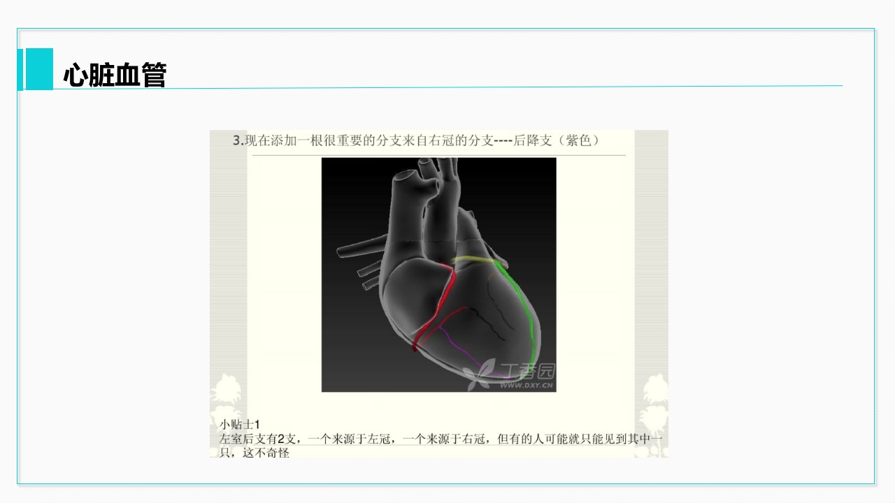 心脏血管介绍分析教学PPT课件25