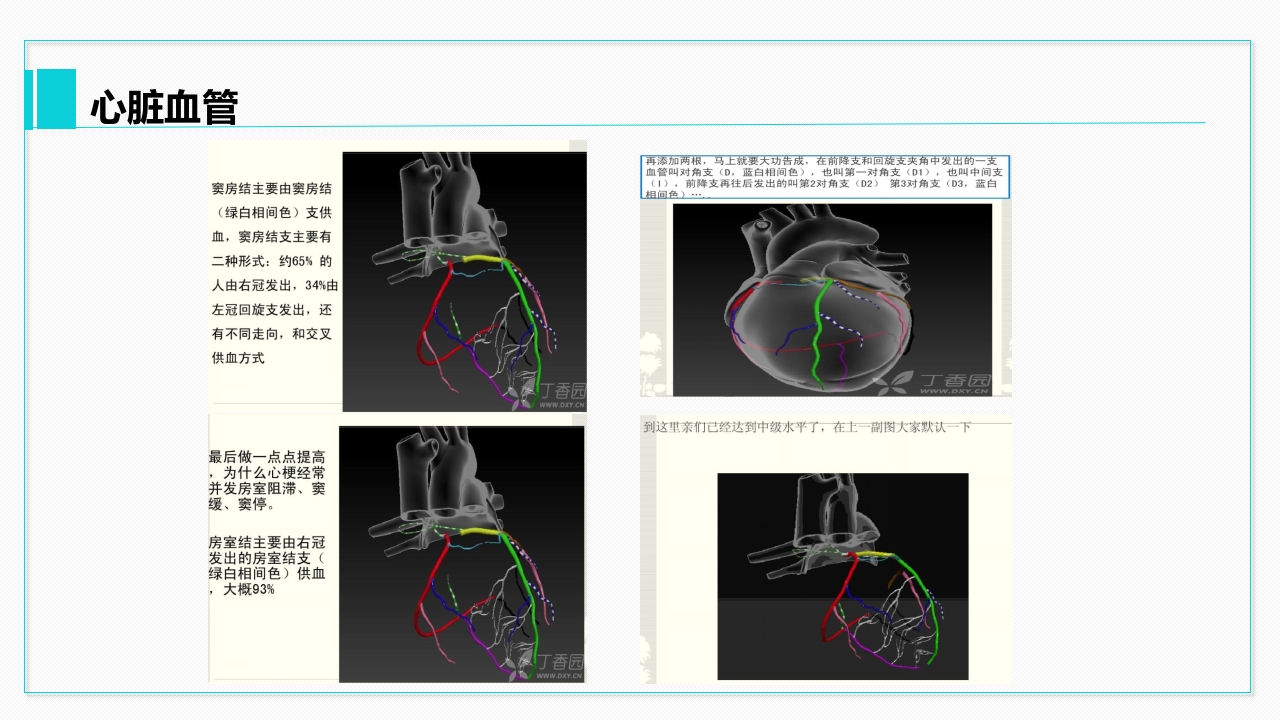 心脏血管介绍分析教学PPT课件29