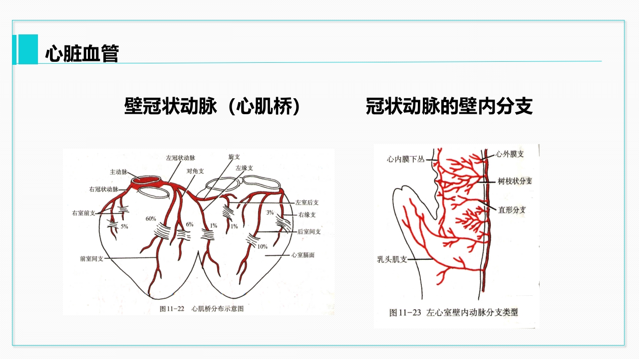 心脏血管介绍分析教学PPT课件34