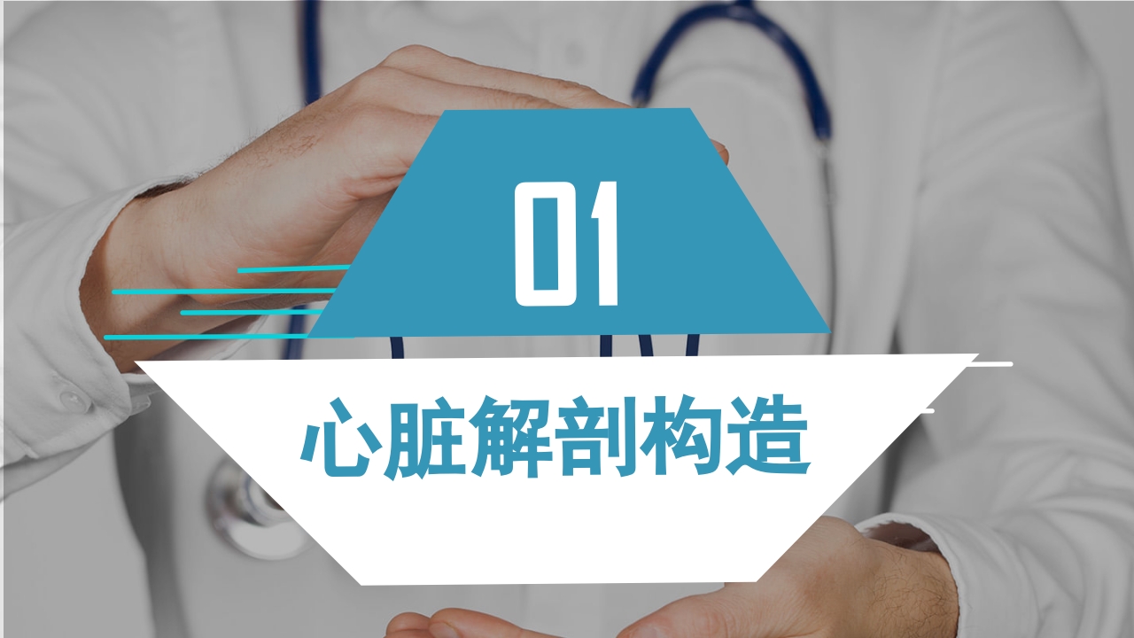 心脏血管介绍分析教学PPT课件3
