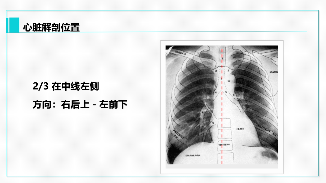 心脏血管介绍分析教学PPT课件5