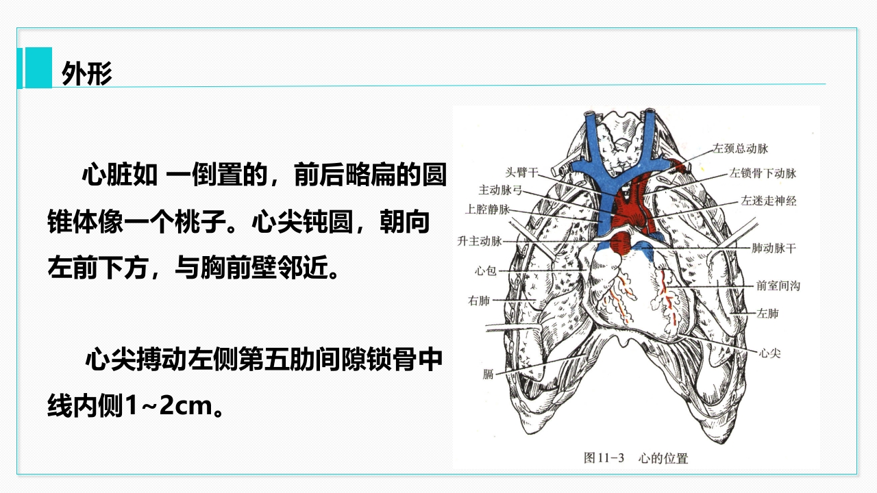 心脏血管介绍分析教学PPT课件7