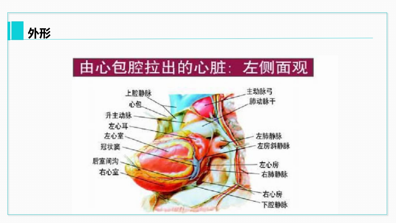 心脏血管介绍分析教学PPT课件8