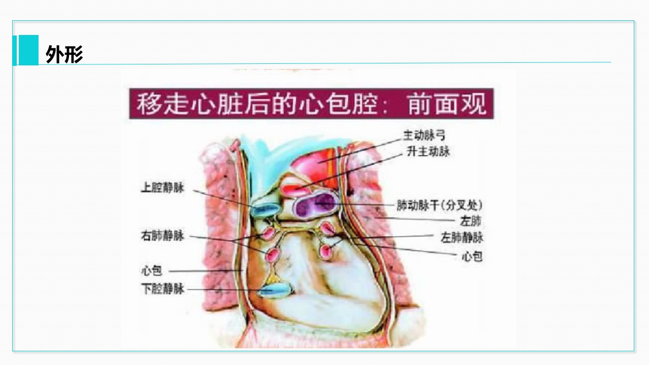 心脏血管介绍分析教学PPT课件9