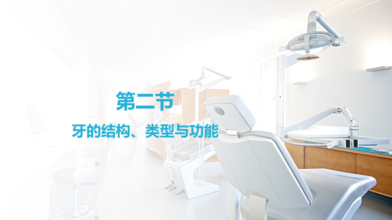 口腔基本结构PPT课件10