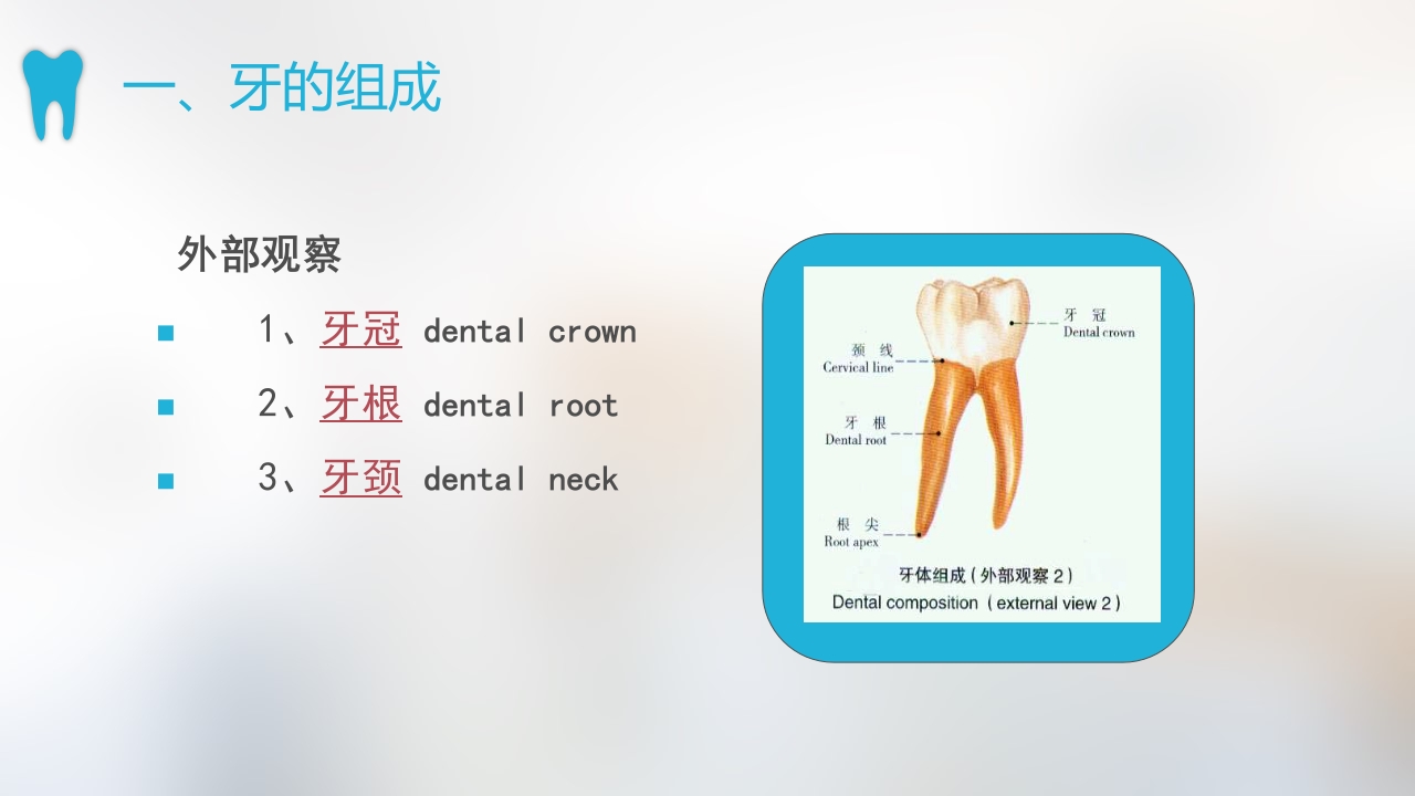 口腔基本结构PPT课件11