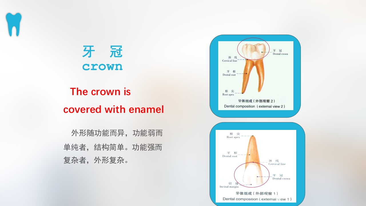 口腔基本结构PPT课件12