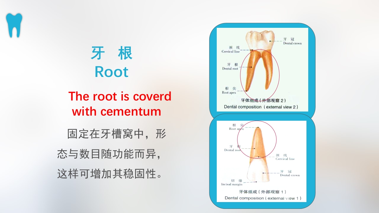 口腔基本结构PPT课件13