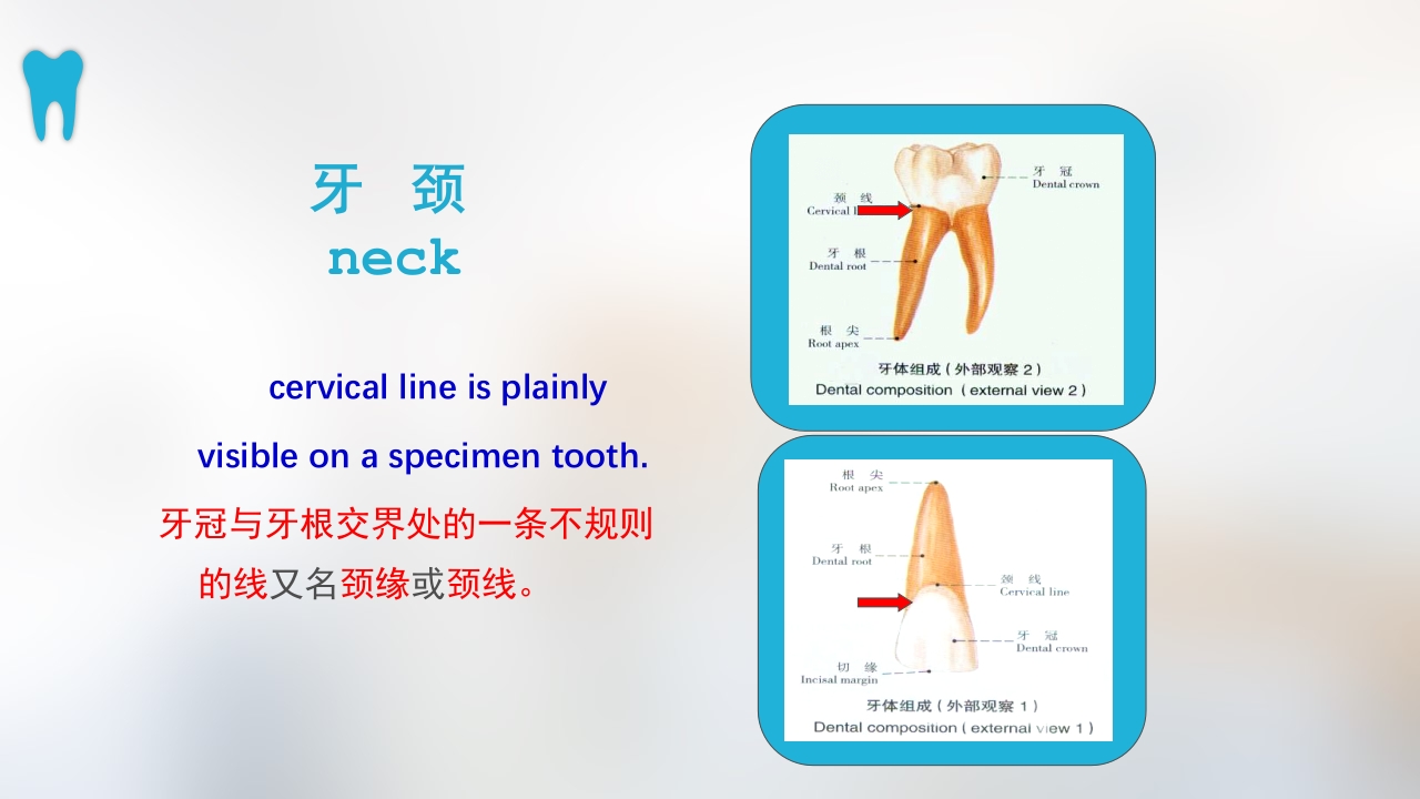 口腔基本结构PPT课件14