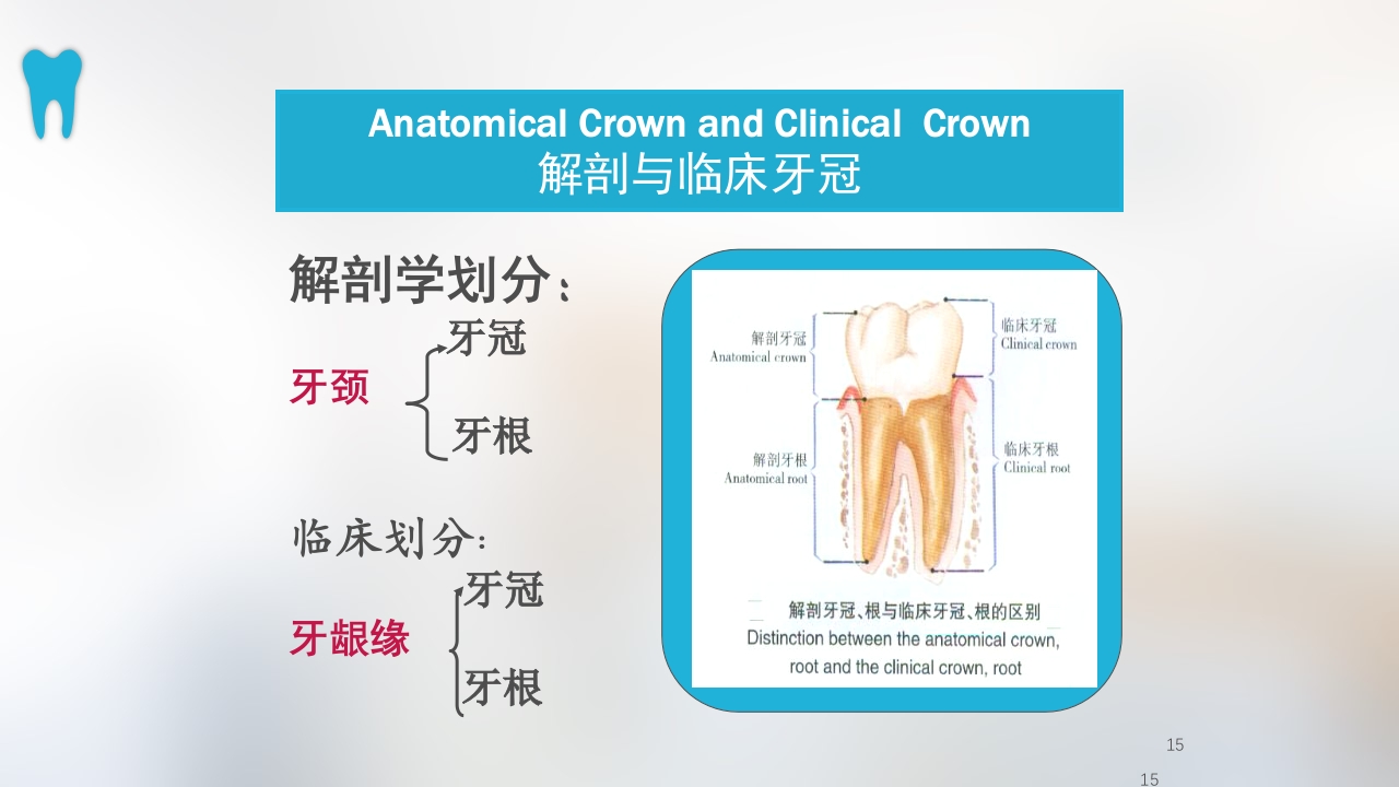 口腔基本结构PPT课件15