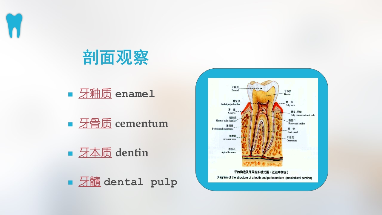 口腔基本结构PPT课件16