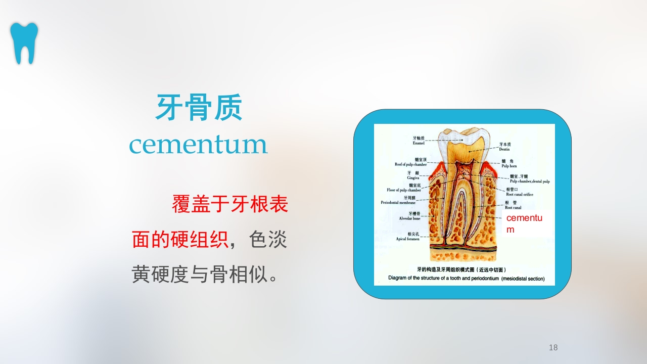 口腔基本结构PPT课件18