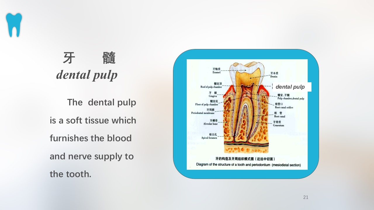 口腔基本结构PPT课件21