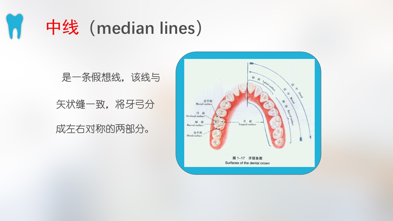 口腔基本结构PPT课件24