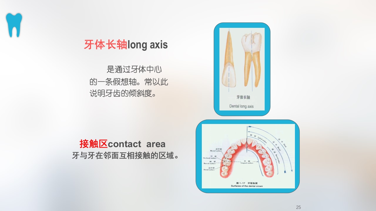 口腔基本结构PPT课件25