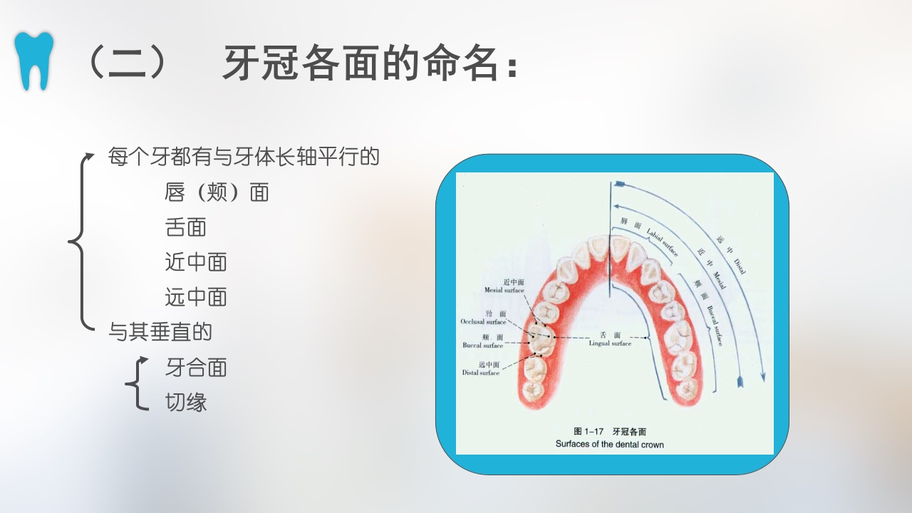 口腔基本结构PPT课件27