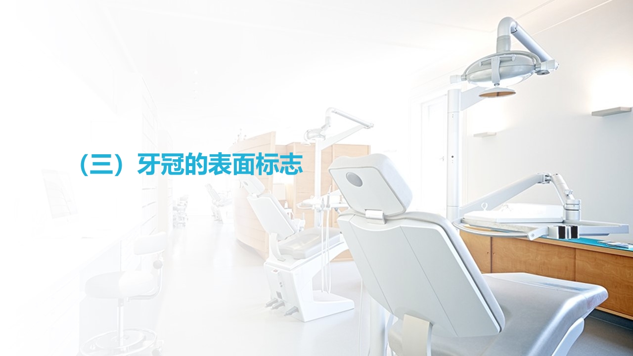 口腔基本结构PPT课件28