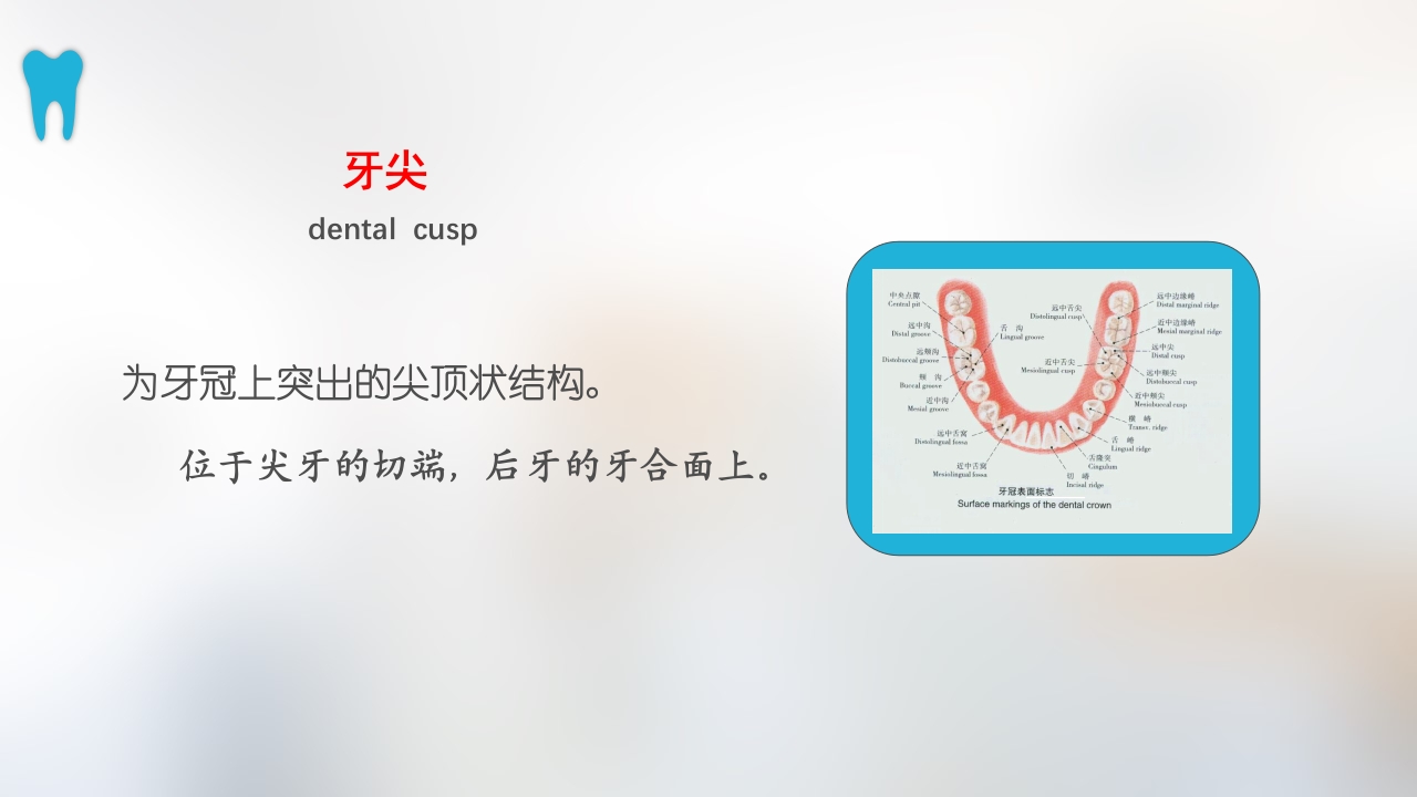 口腔基本结构PPT课件29