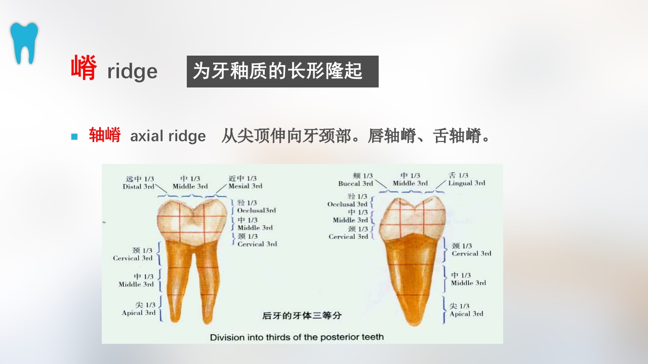口腔基本结构PPT课件30